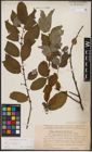 Foto von Salix caprea L.